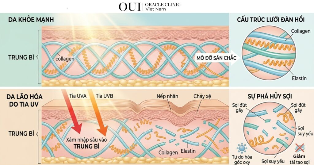 tia UV gây lão hóa da như thế nào tại sao bạn lại già nhanh trước tuổi